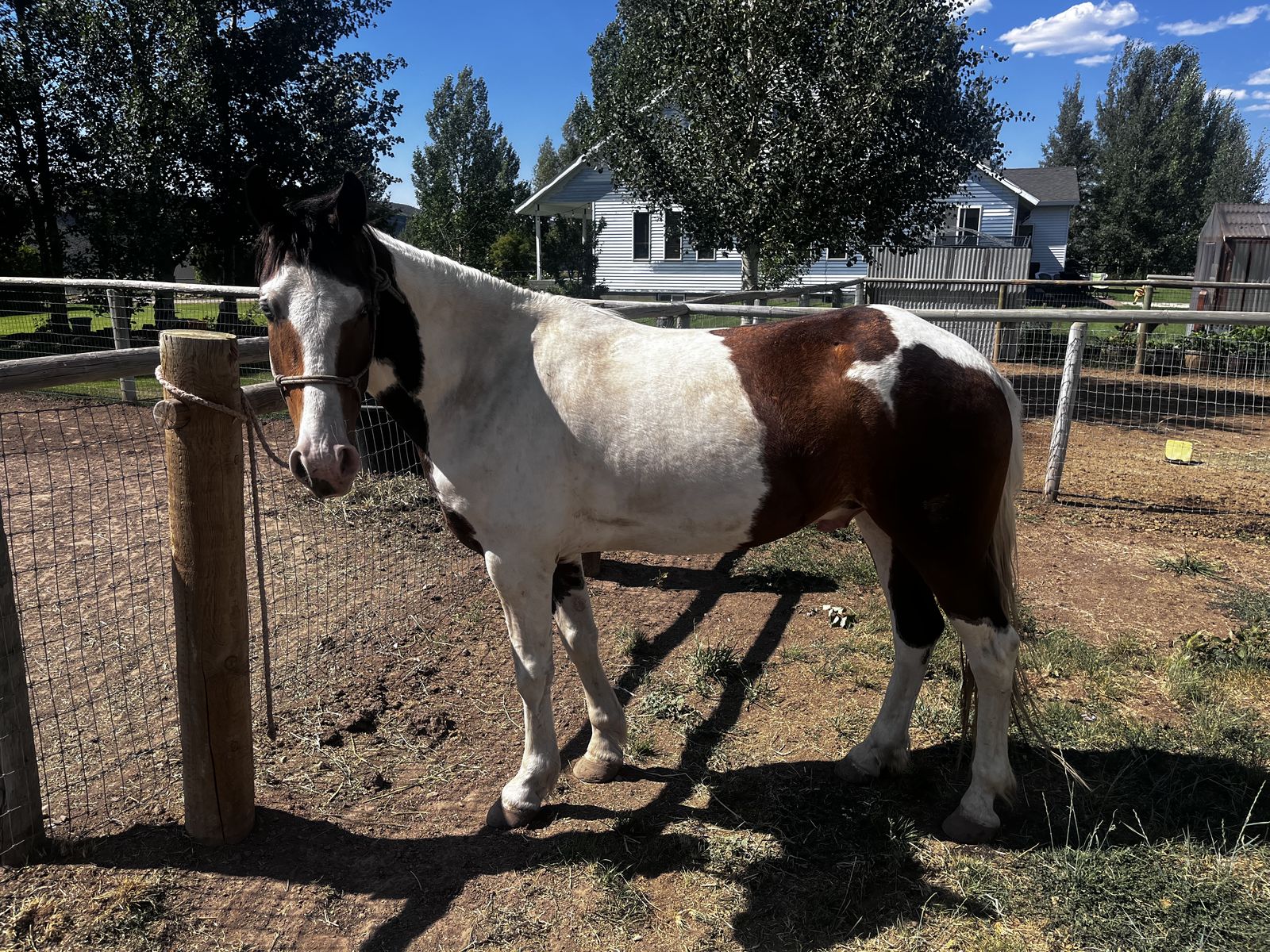 5-Year-Old 1/4 Draft 3/4 Tennesee Walker Gelding