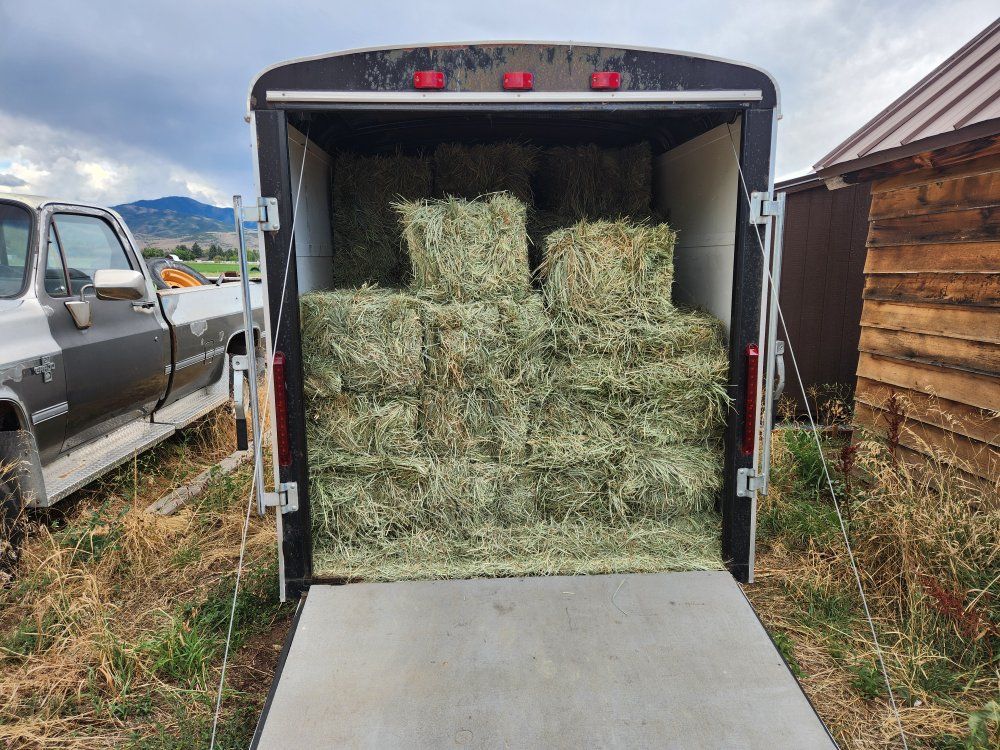 Orchard grass