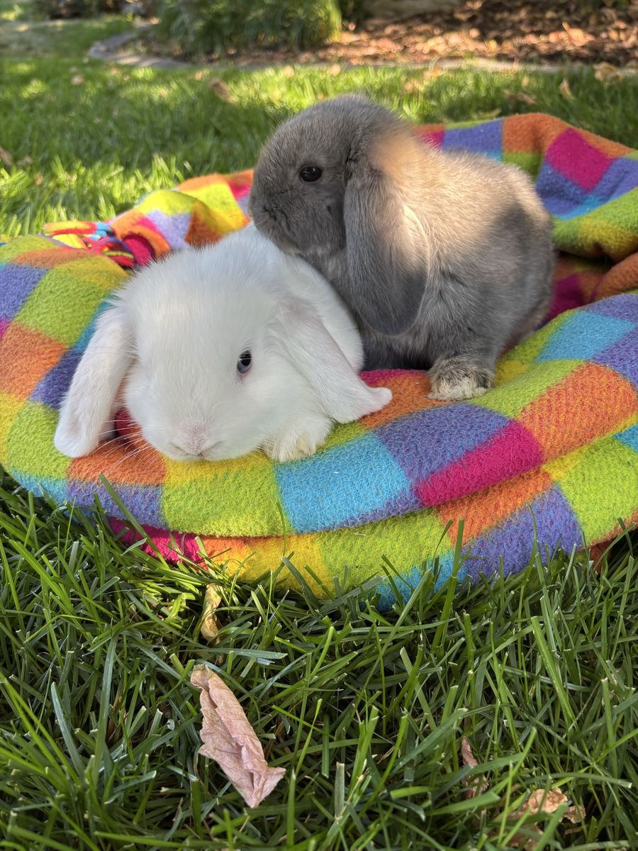 Holland Lop Bunnies