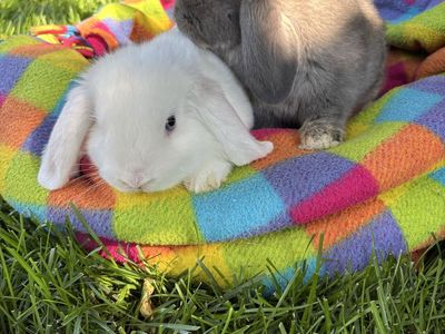Holland Lop Bunnies
