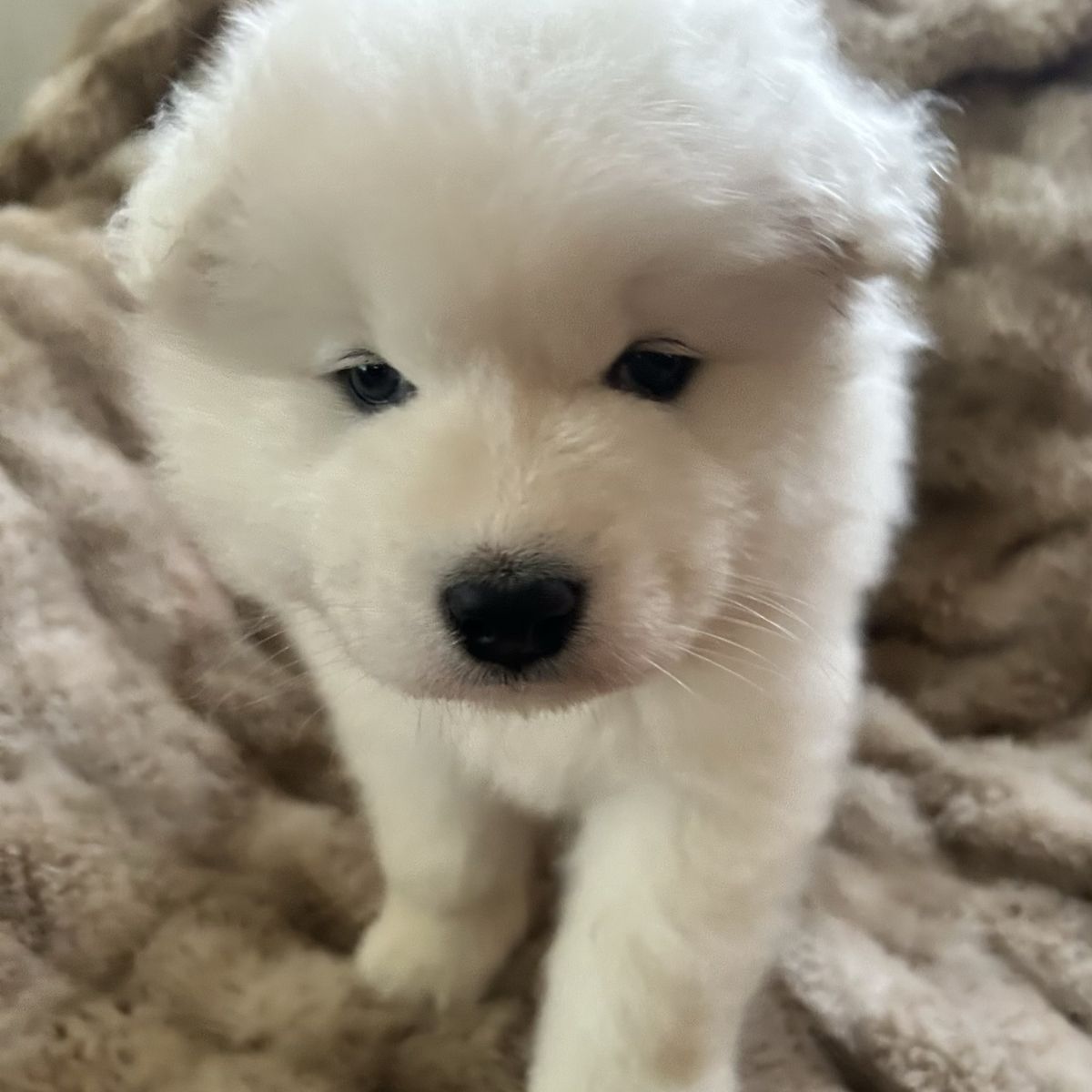 Samoyed Puppies