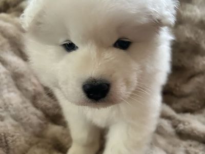 Samoyed Puppies