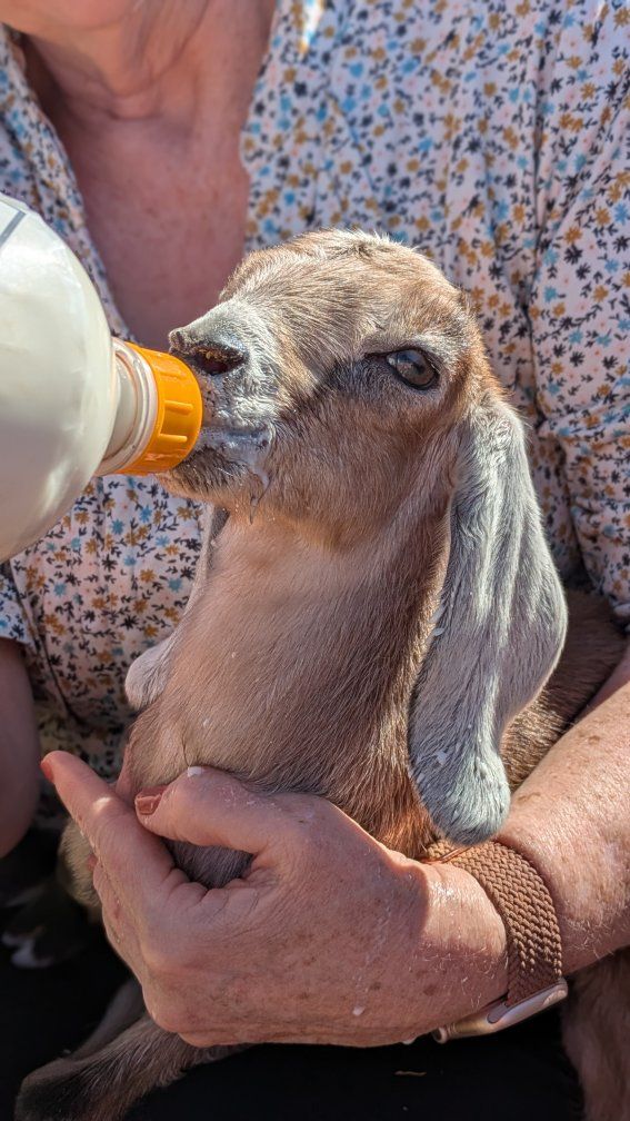 Gorgeous Cream Registerable Buckling