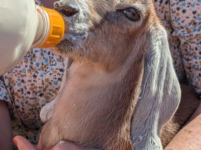 Gorgeous Cream Registerable Buckling