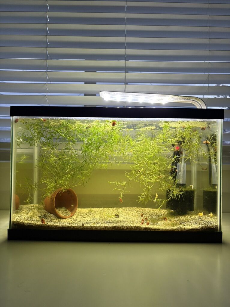 Full Set Aquairum With Live Guppies