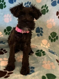 AKC Registered Miniature Schnauzer Puppy - Artemis - Hypoallergenic Family Dog