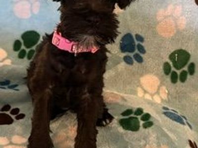 AKC Registered Miniature Schnauzer Puppy - Artemis - Hypoallergenic Family Dog