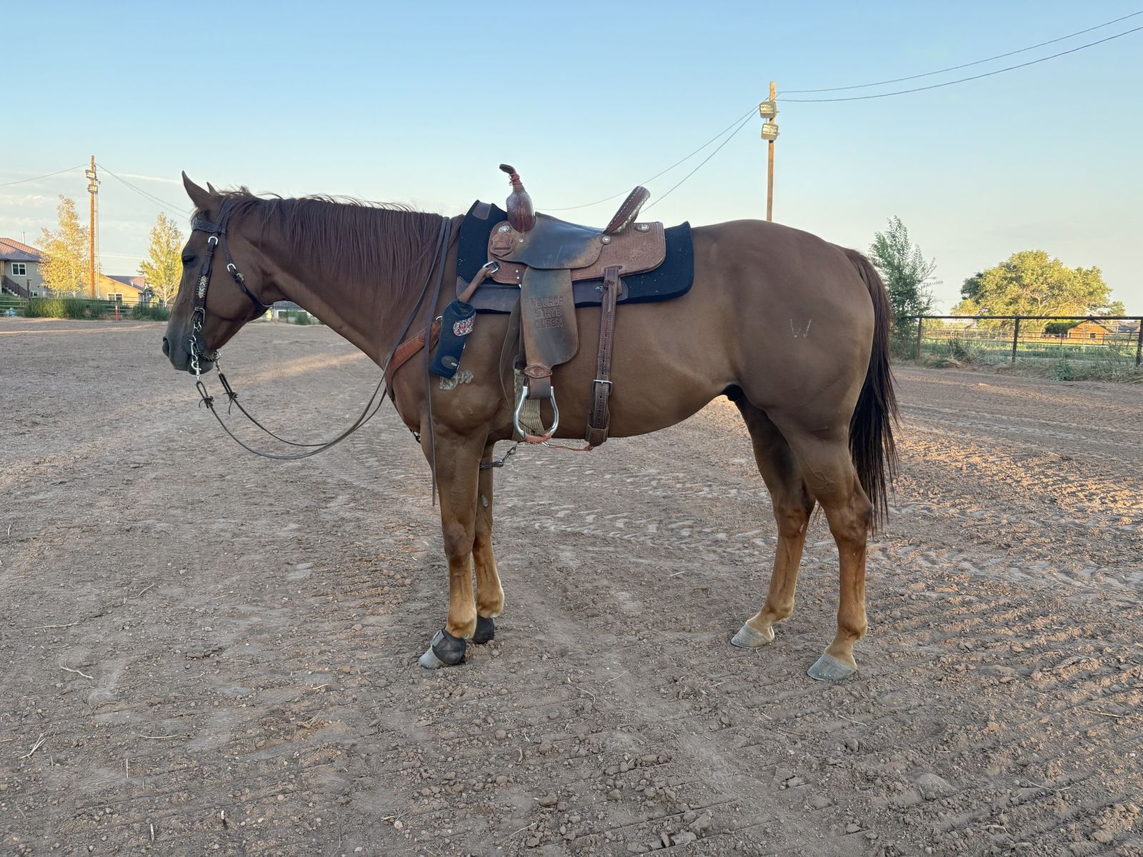 Barrel Horse - 11-Year-Old Sorrel Gelding