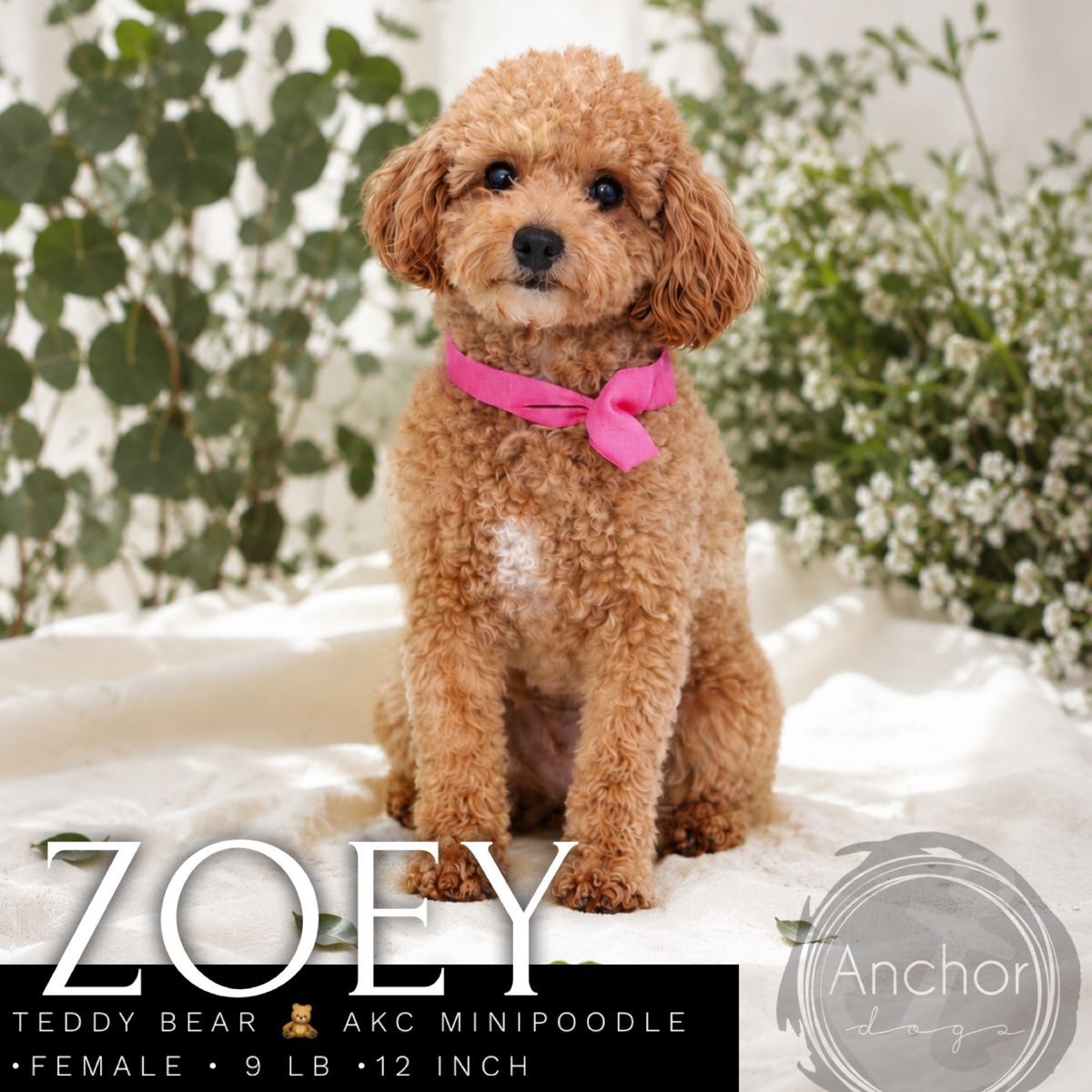 Trained adult- 10 lb mini poodle