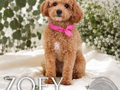 Trained adult- 10 lb mini poodle