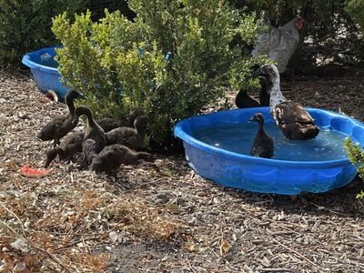 Baby runner ducks