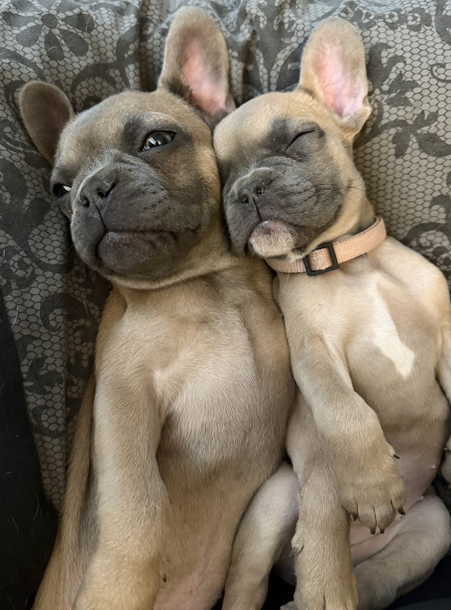 French Bulldog Puppies AKC Frenchie