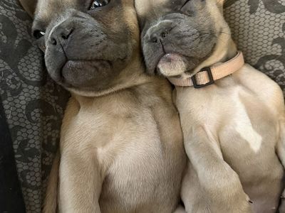 French Bulldog Puppies AKC Frenchie