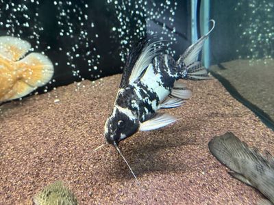 Paradox albino Marbled Featherfin