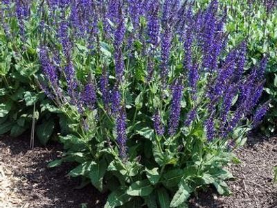 May Night Salvia Starts