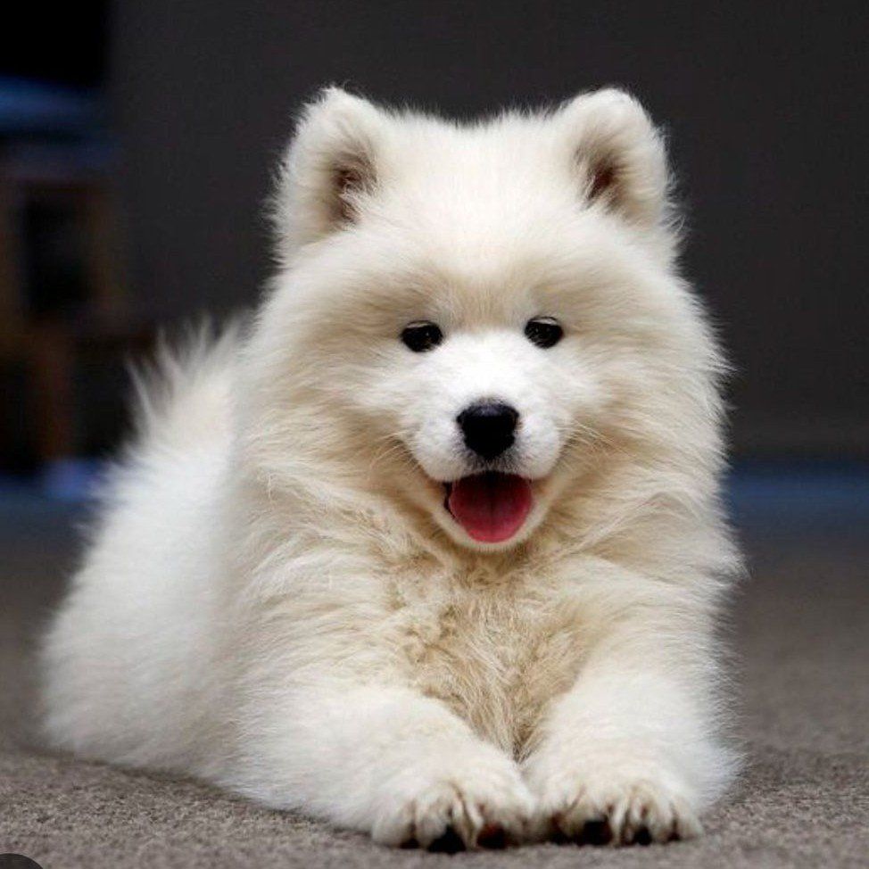 Luxury Champion AKC Samoyed Puppy dog, Puppies pup