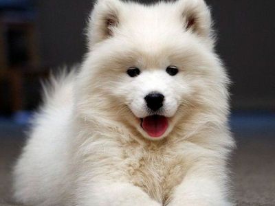 Luxury Champion AKC Samoyed Puppy dog, Puppies pup
