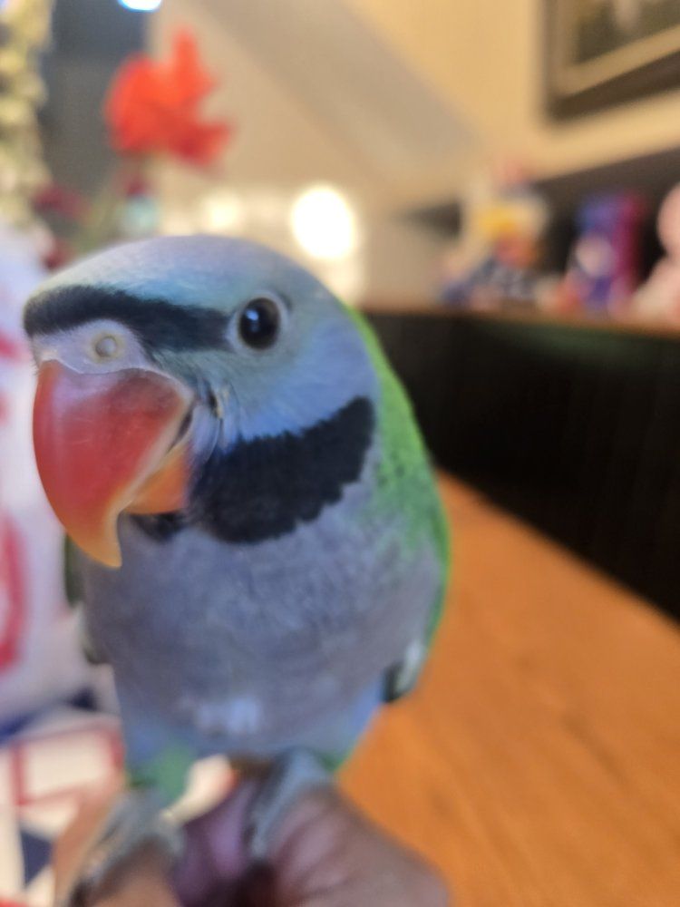 Baby Derbyan Parrot