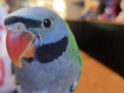 Baby Derbyan Parrot