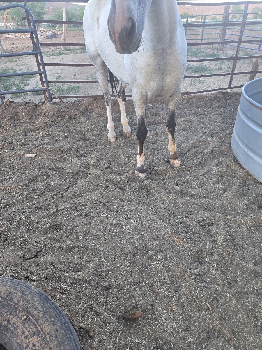 6yr old appy horse