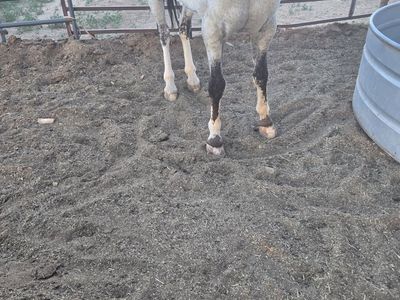 6yr old appy horse