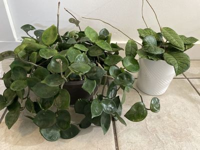 Hoya Chelsea and Hoya Ranauensis