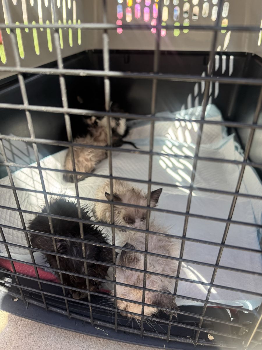 Adorable Kittens Looking for a Loving Home - Multiple Colors