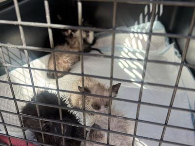 Adorable Kittens Looking for a Loving Home - Multiple Colors