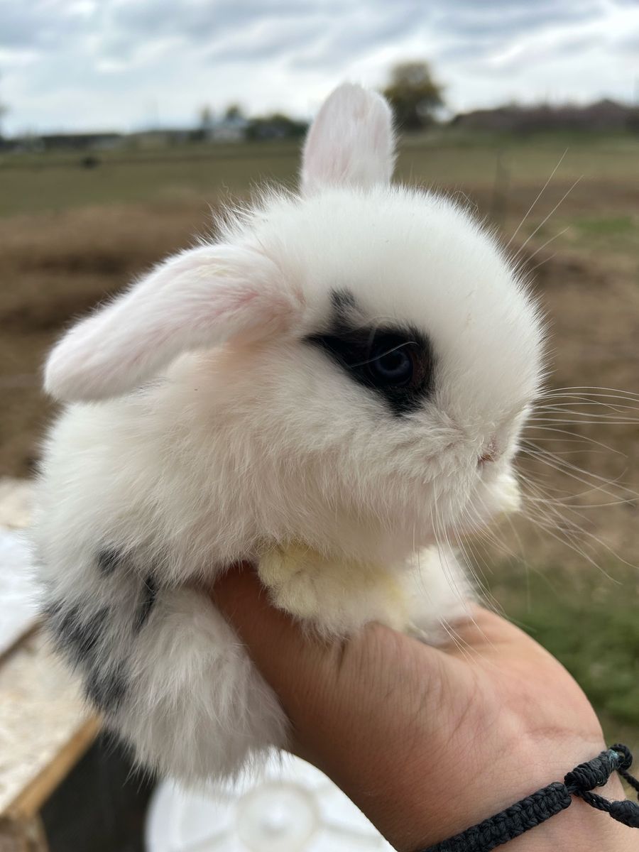 Blue eyed holland lop bunny rabbit