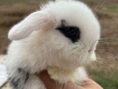 Blue eyed holland lop bunny rabbit
