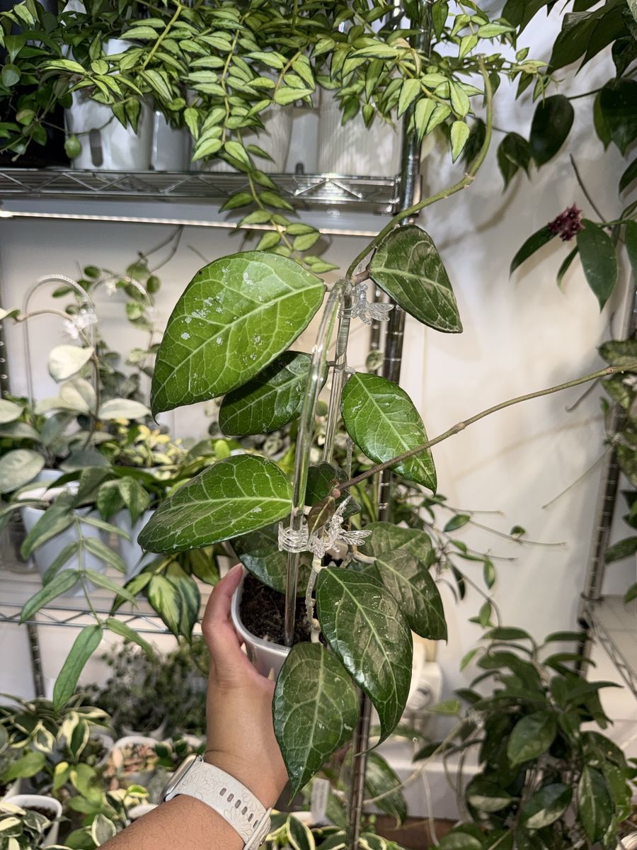Hoya sp Sumatra - Plant