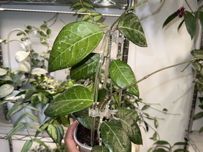Hoya sp Sumatra - Plant