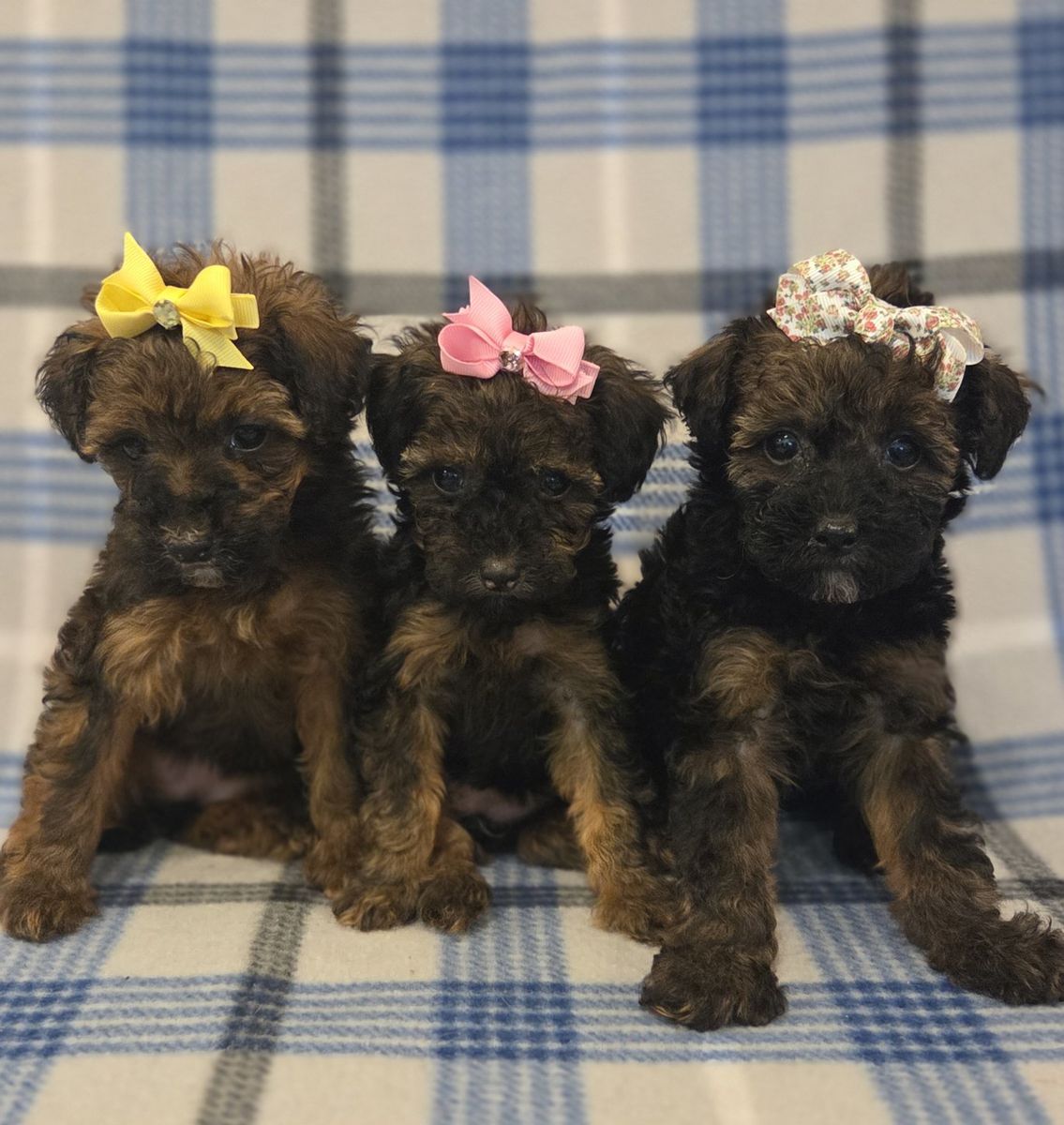 TINY TOY POODLE PUPPIES.         So curly & cute!
