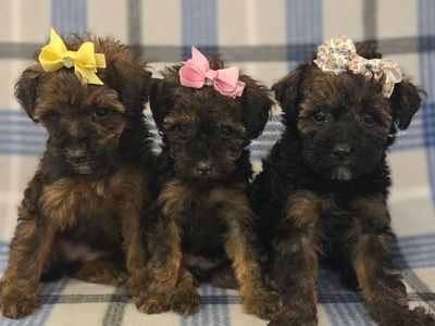 TINY TOY POODLE PUPPIES. So curly & cute!