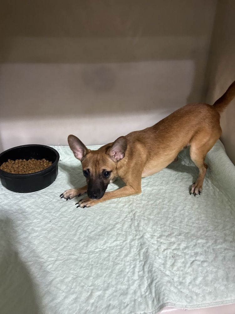 Brooks & Dunn – Bonded Pair Adoption