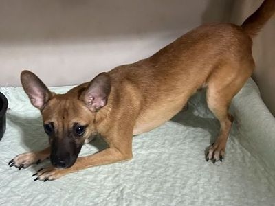 Brooks & Dunn – Bonded Pair Adoption