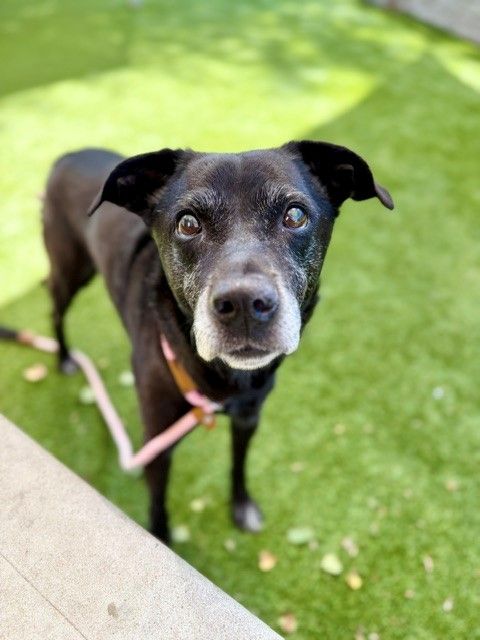 A53794 Blackie is Available for Adoption!