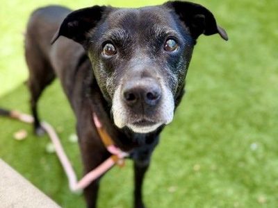 A53794 Blackie is Available for Adoption!