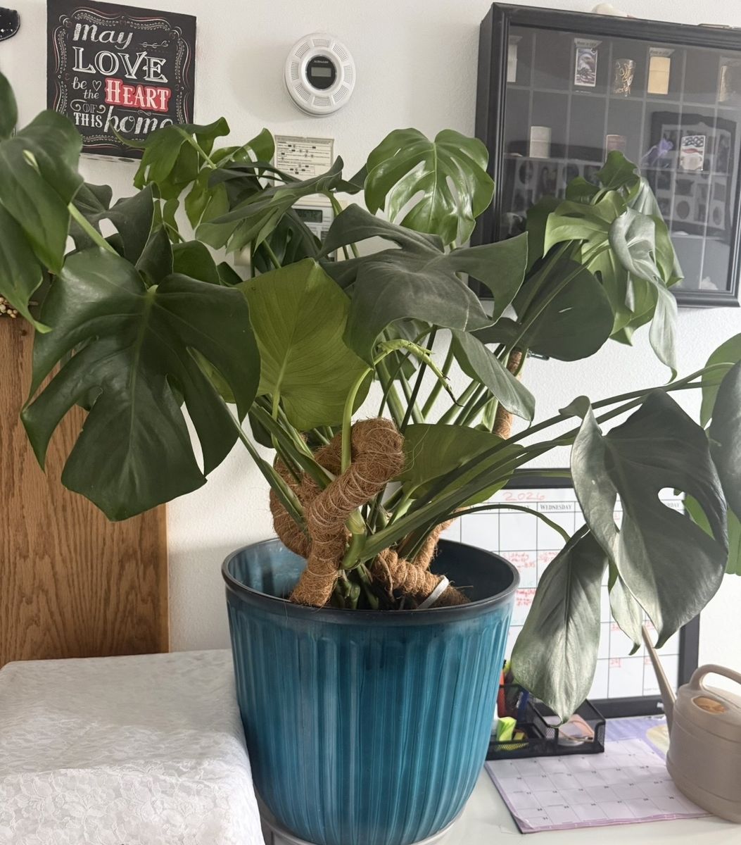 Monstera
