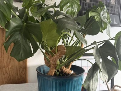 Monstera