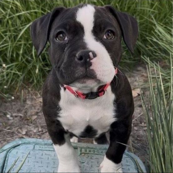 American Pitbull Puppy- LAST DAY AT THIS PRICE