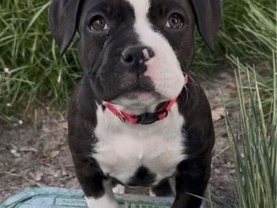 American Pitbull Puppy- LAST DAY AT THIS PRICE