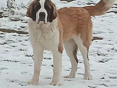 year old st bernard female.