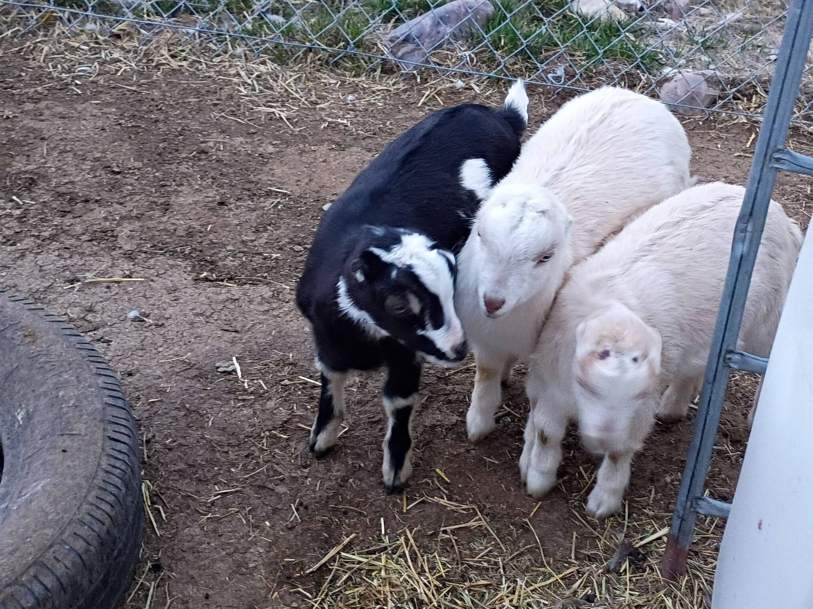 Two Bottle Bucklings-2 for $100