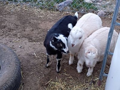 Two Bottle Bucklings-2 for $100