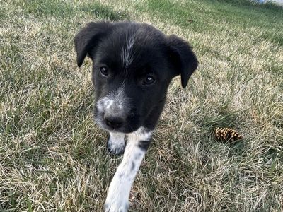 4 Border collie puppies for sale $75 each