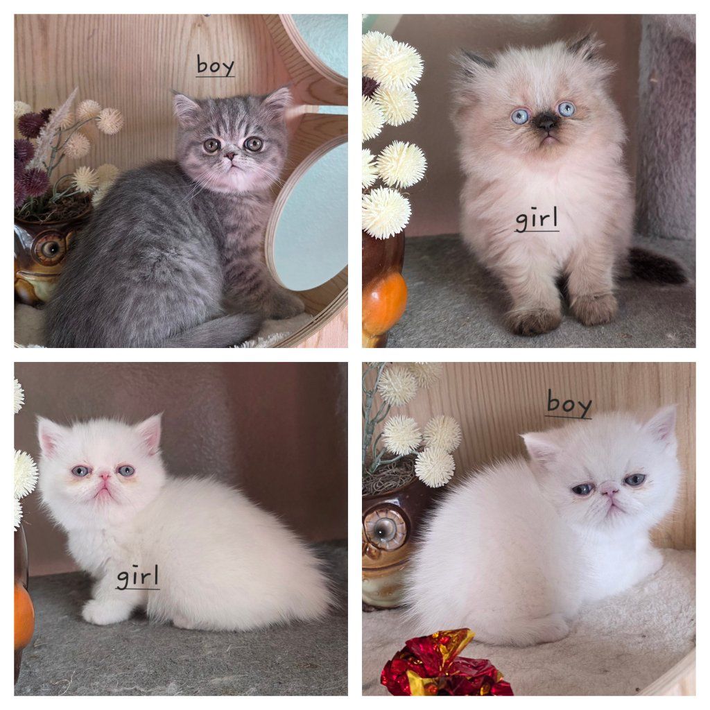 Purebred Persians! ( Exotic & Long haired)
