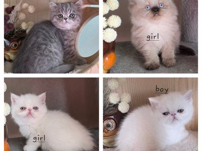 Purebred Persians! ( Exotic & Long haired)