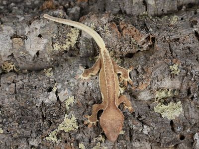 Red phantom lily white