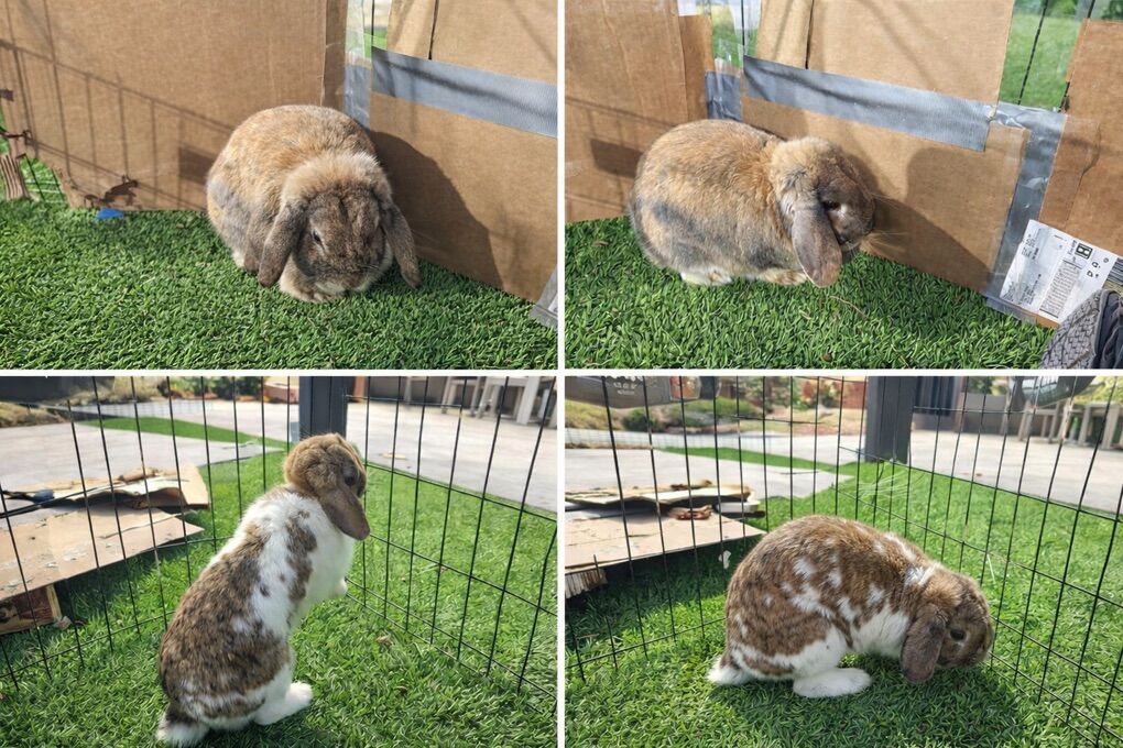 Free 1 Yr Old Holland Lops